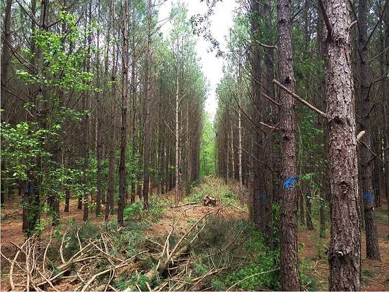 Forest management project