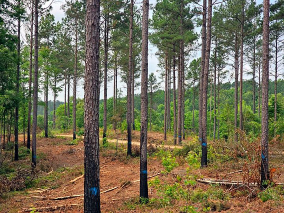 Timber stand