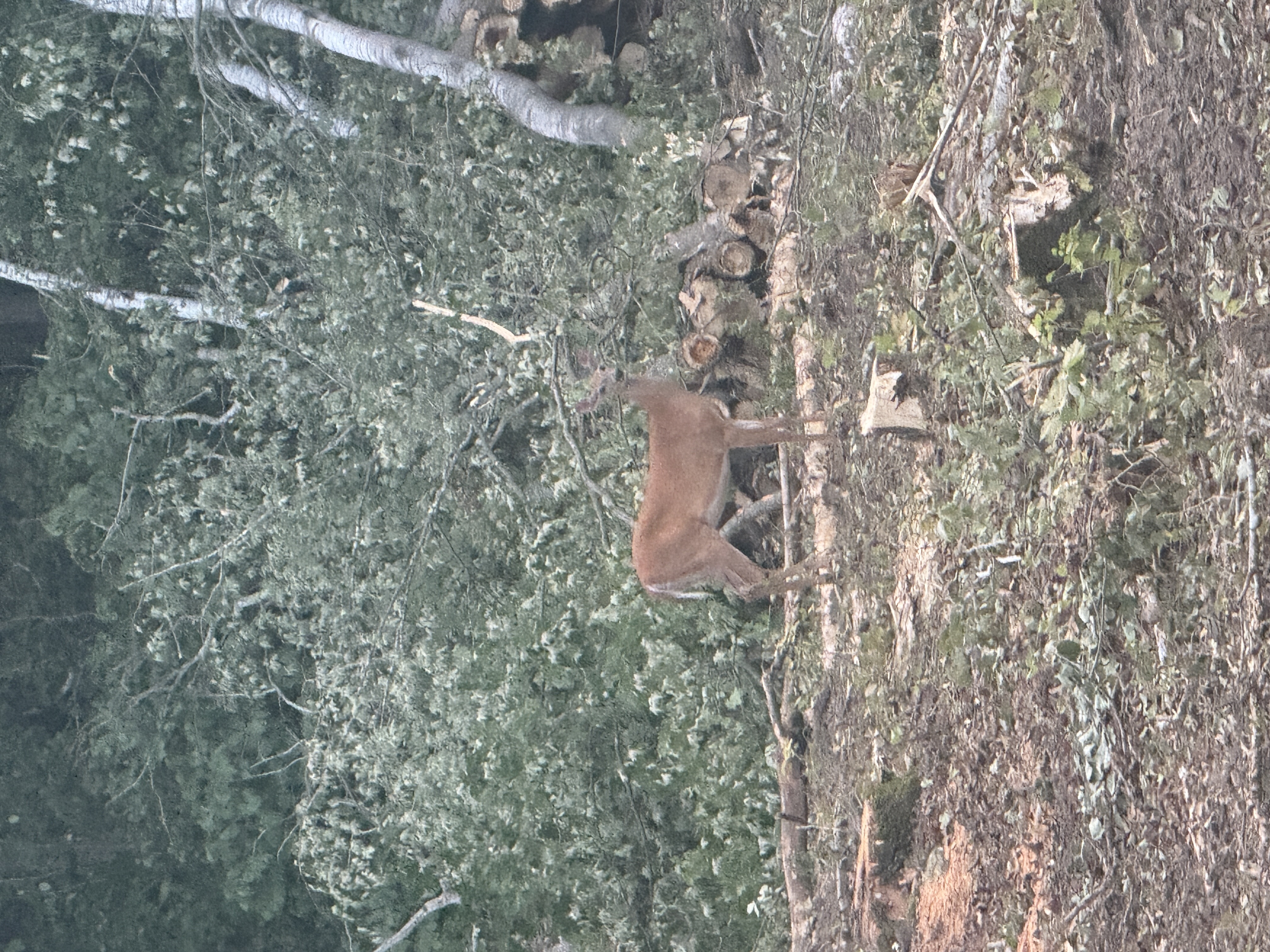 Woodland management