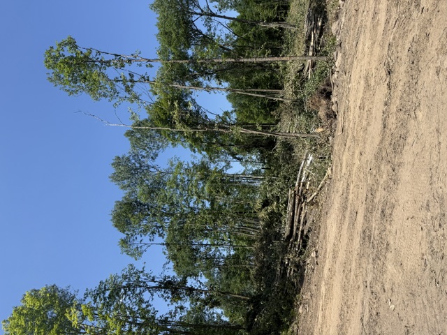 Forest management
