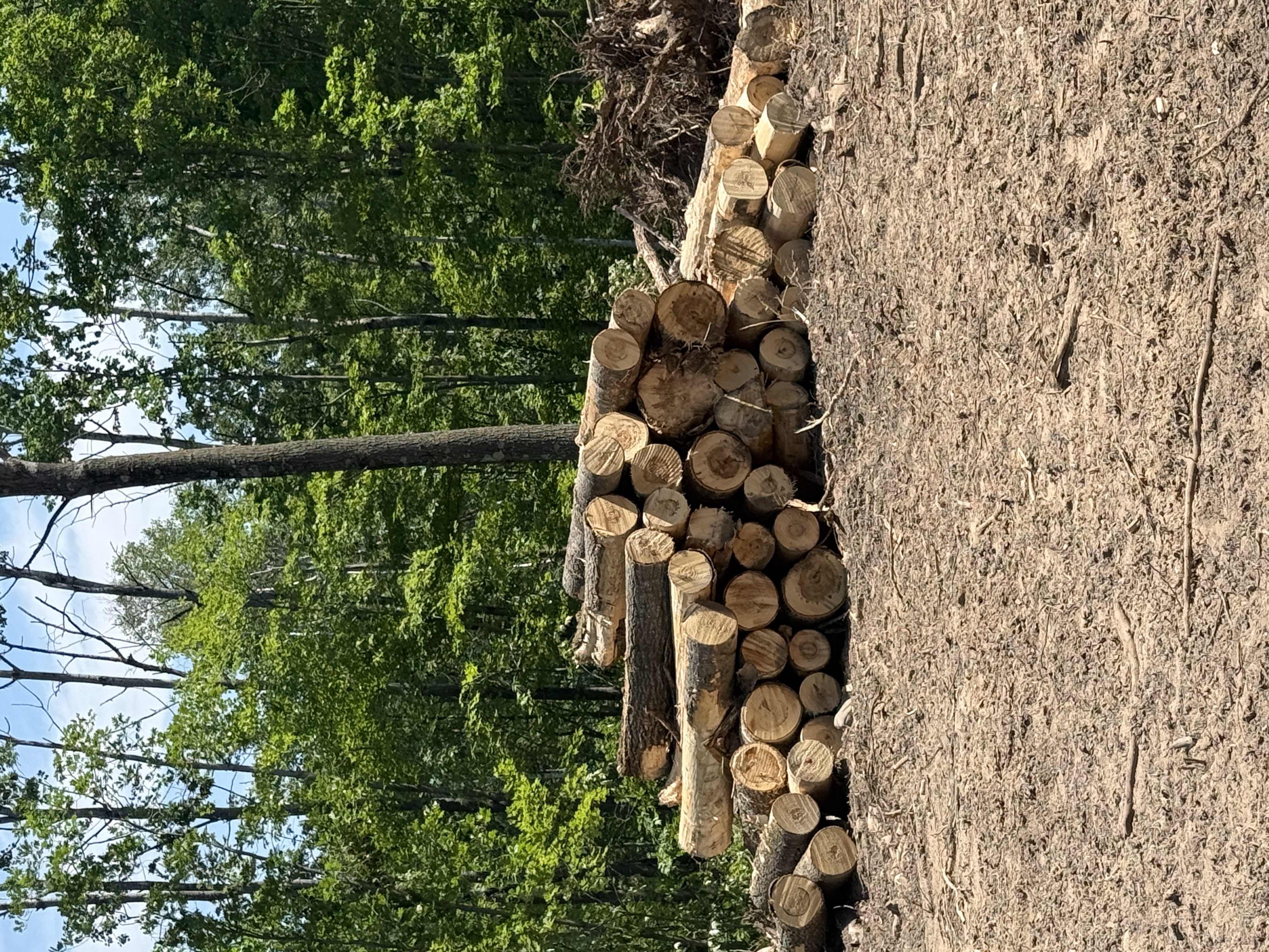 Forestry work