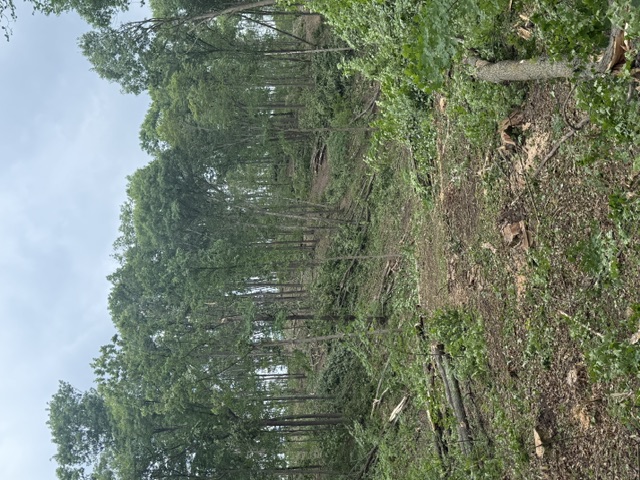 Forestry project