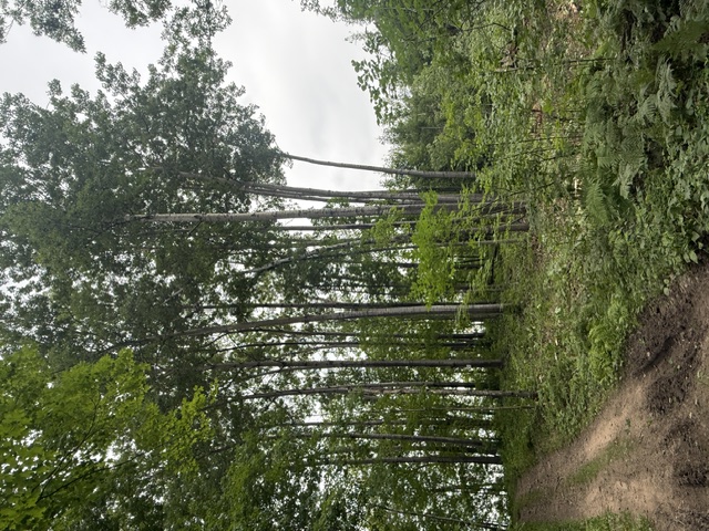 Timber management